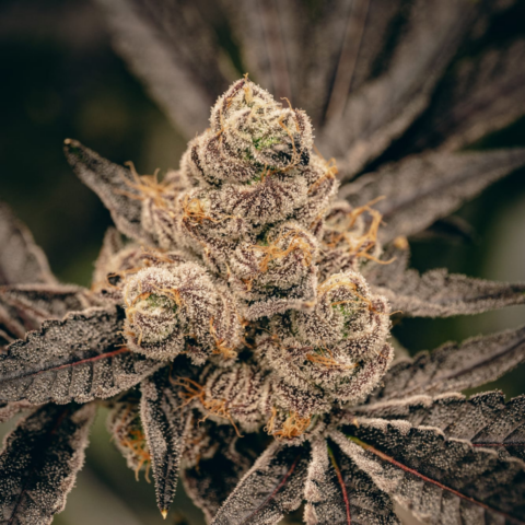 huge-3-480x480-3 marijuana flowers